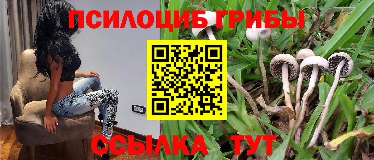 Псилоцибиновые грибы Cubensis  Галлюциногенные грибы мицелий  Электрогорск  Вход с VPN 